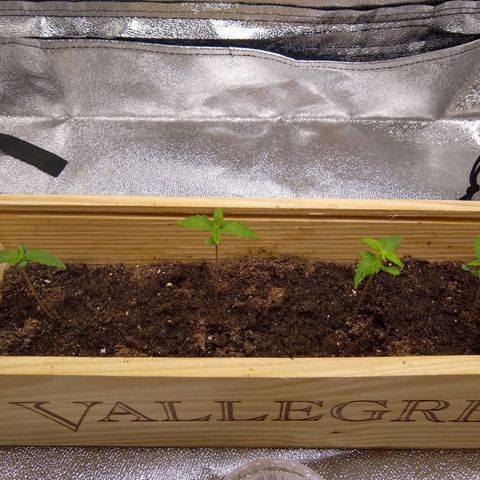 Melissa growlog timeline photo
