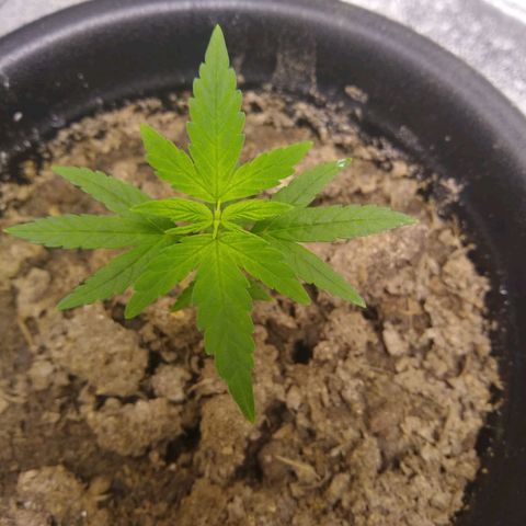 Astrid growlog timeline photo