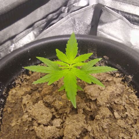 Astrid growlog timeline photo