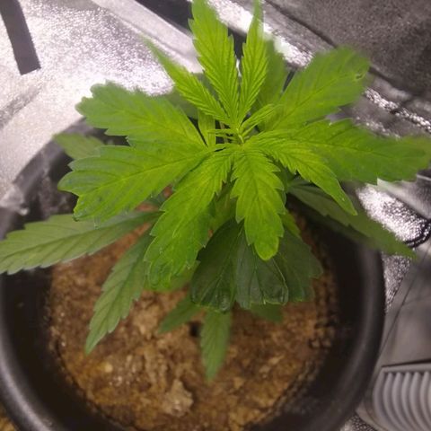 V1d4 L0K4 growlog timeline photo
