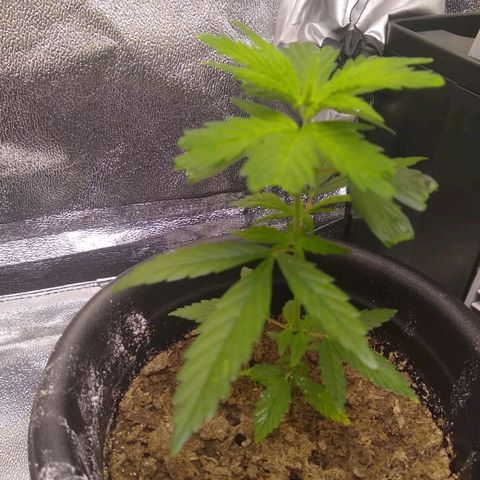 V1d4 L0K4 growlog timeline photo