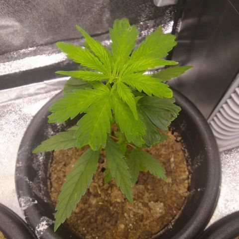 V1d4 L0K4 growlog timeline photo