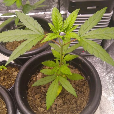 Yoda growlog timeline photo