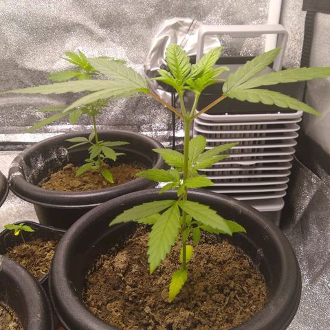 Yoda growlog timeline photo