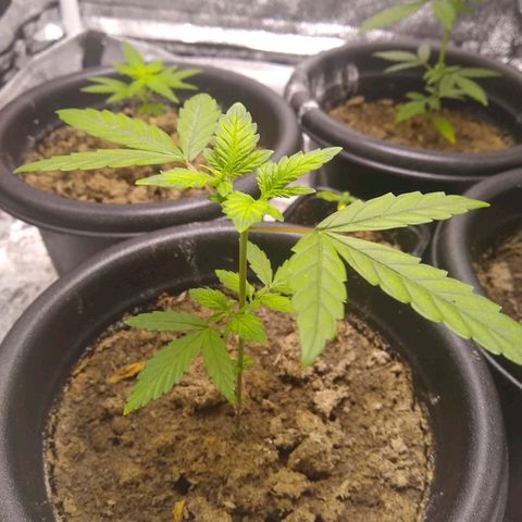 Melissa growlog timeline photo