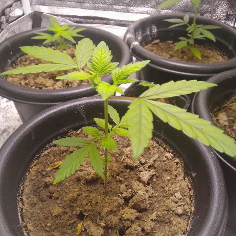 Melissa growlog timeline photo