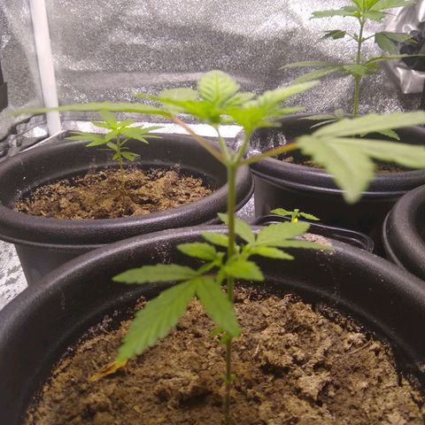 Melissa growlog timeline photo