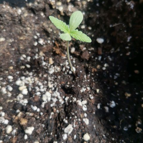 Honey Cream Fast Version growlog timeline photo