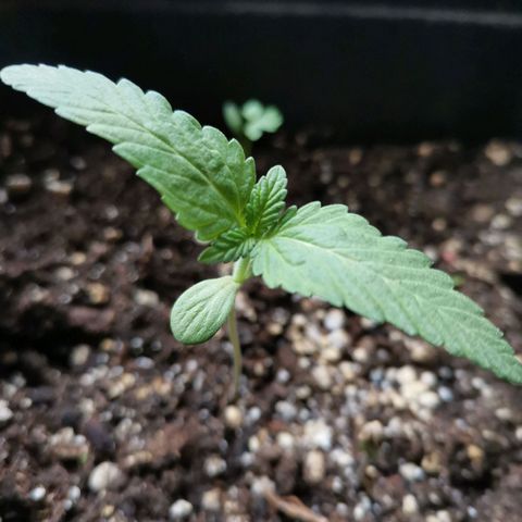 Honey Cream Fast Version growlog timeline photo
