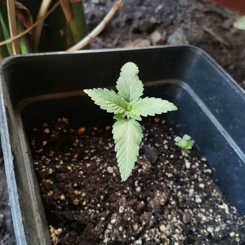Honey Cream Fast Version growlog timeline photo