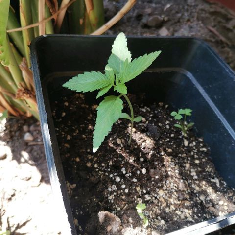 Honey Cream Fast Version growlog timeline photo