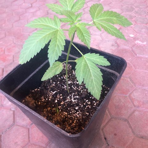 Honey Cream Fast Version growlog timeline photo