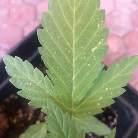 Honey Cream Fast Version growlog timeline photo