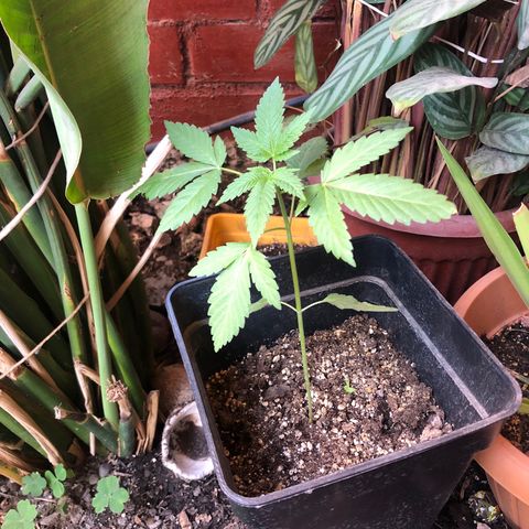 Honey Cream Fast Version growlog timeline photo