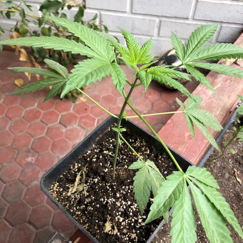 Honey Cream Fast Version growlog timeline photo