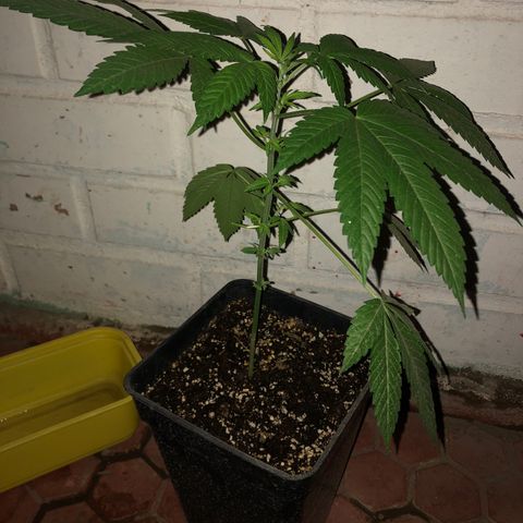 Honey Cream Fast Version growlog timeline photo