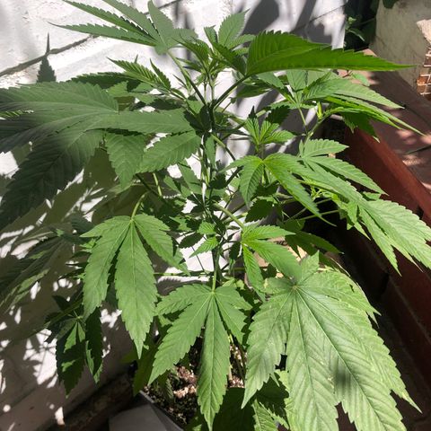 Honey Cream Fast Version growlog timeline photo