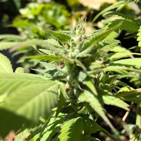 Honey Cream Fast Version growlog timeline photo