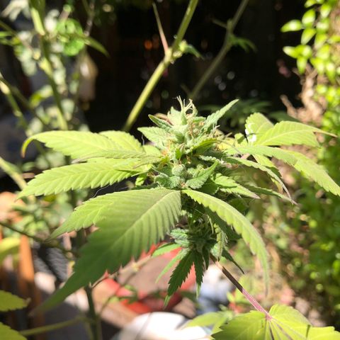 Honey Cream Fast Version growlog timeline photo