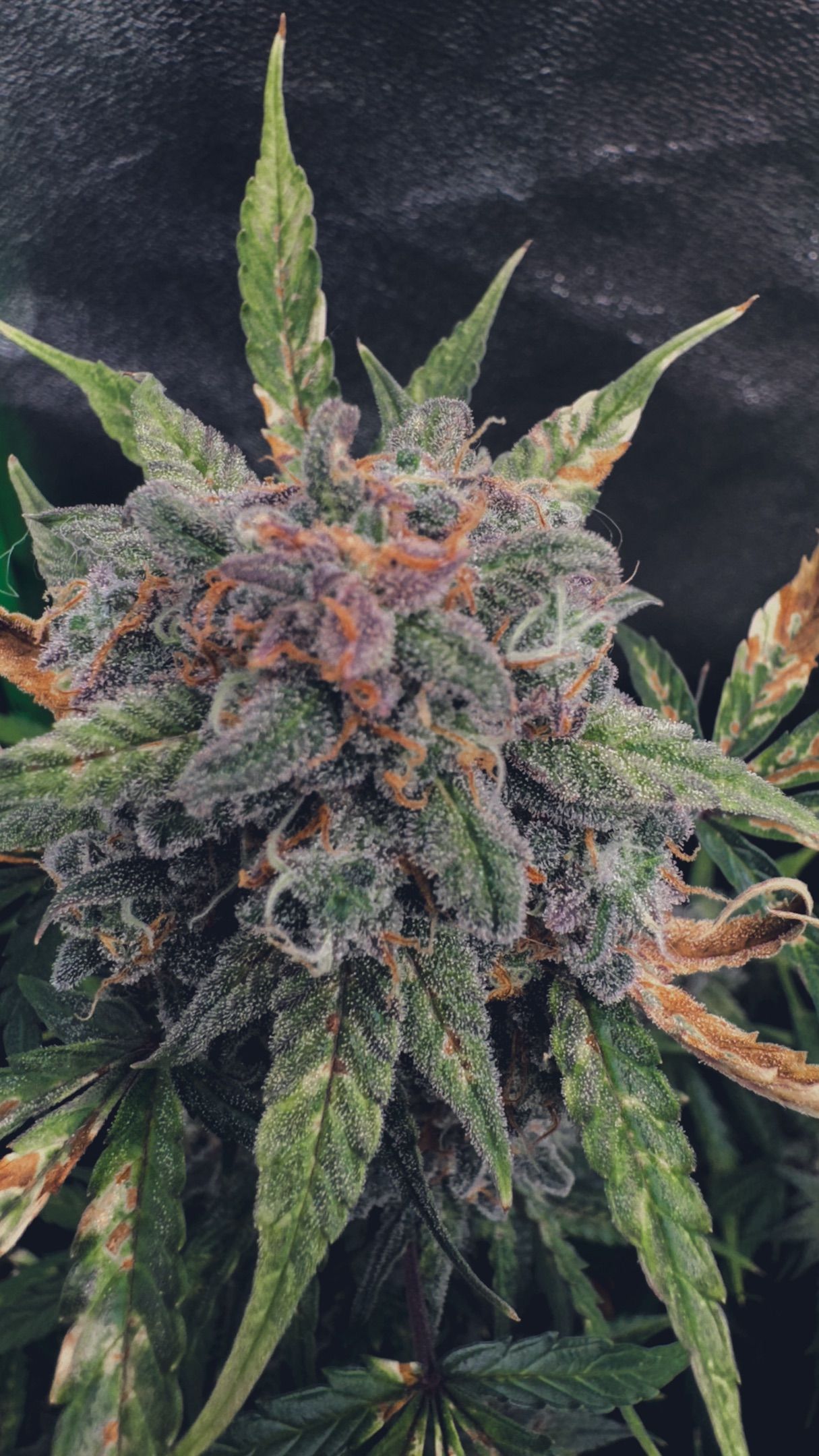 Runtz Auto growlog header
