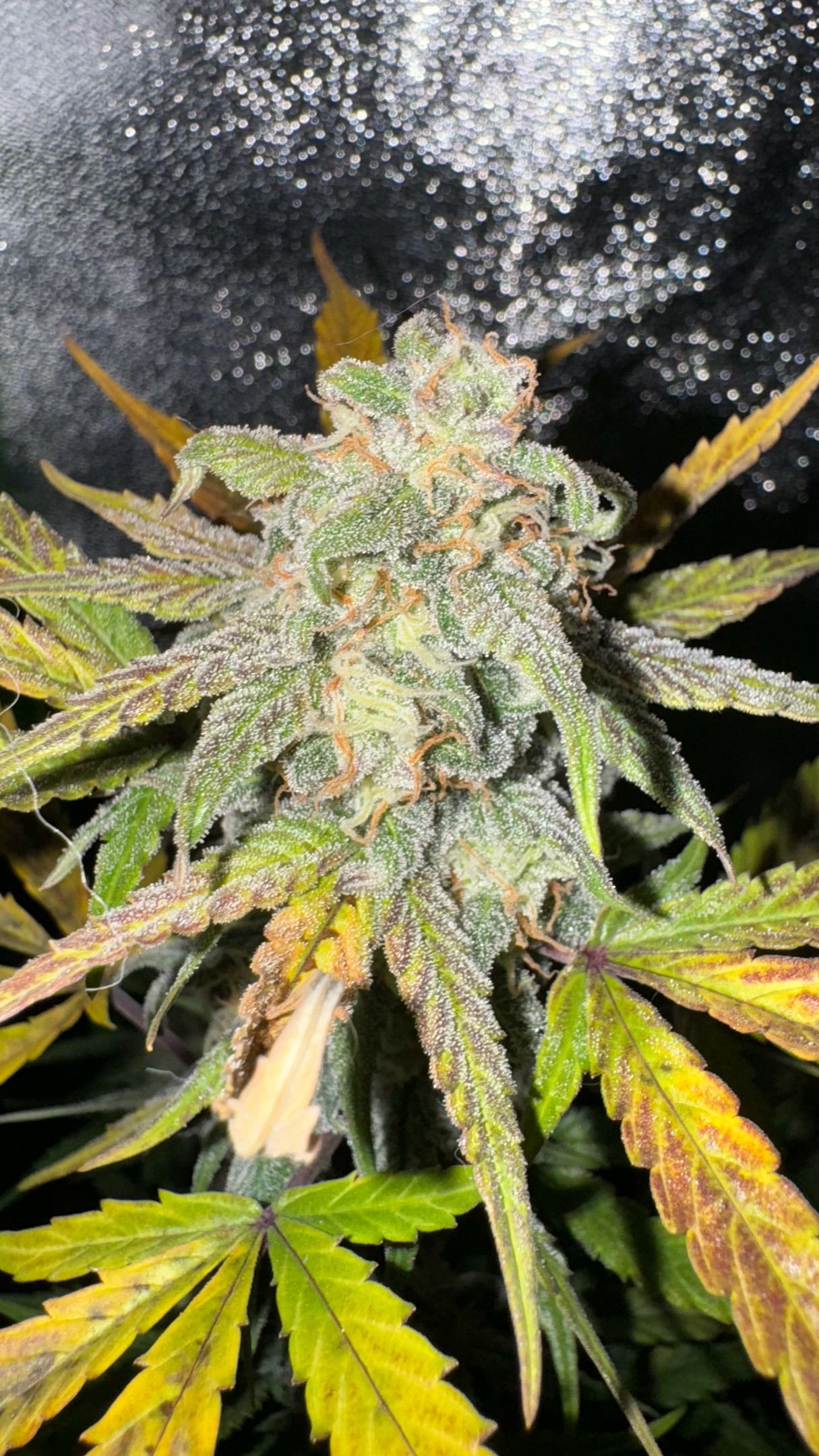 Fruit Punch Auto growlog header