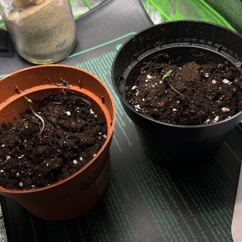 Runtz Auto growlog photo