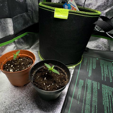 Runtz Auto growlog photo