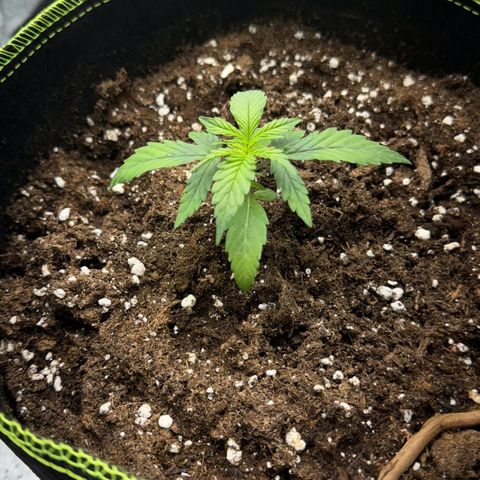 Runtz Auto growlog photo