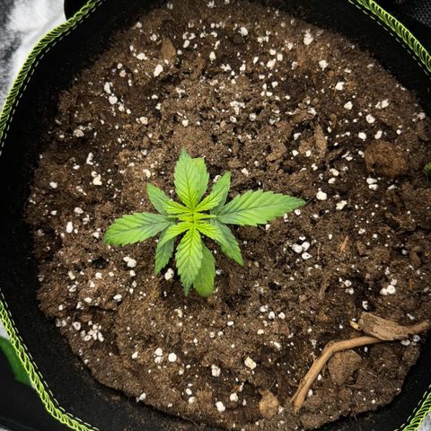 Runtz Auto growlog timeline photo