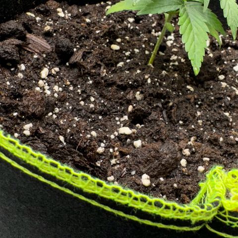 Runtz Auto growlog timeline photo