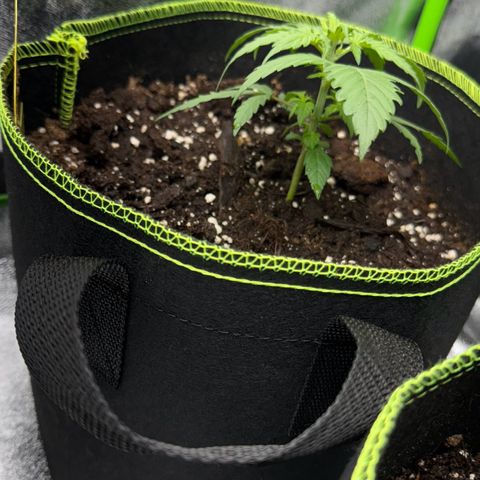 Runtz Auto growlog timeline photo