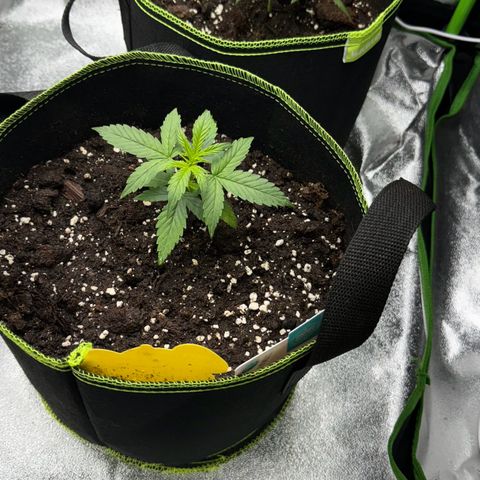 Runtz Auto growlog timeline photo