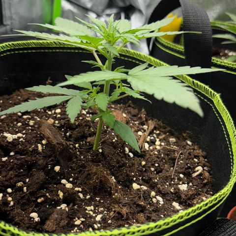 Runtz Auto growlog timeline photo