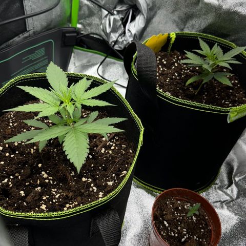 Runtz Auto growlog timeline photo