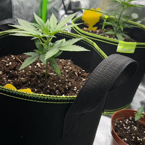 Runtz Auto growlog timeline photo