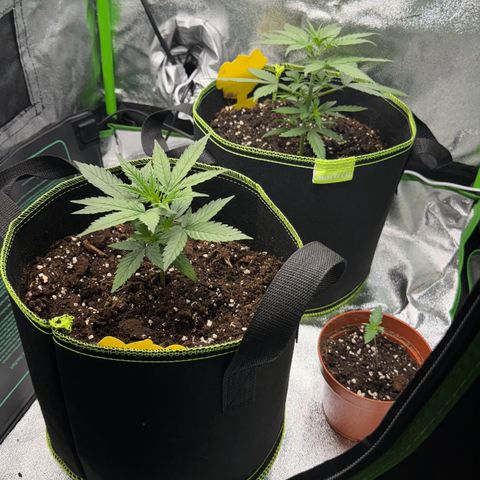 Runtz Auto growlog timeline photo