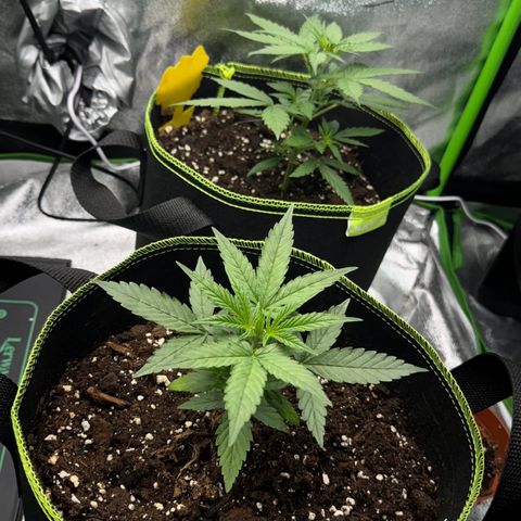 Runtz Auto growlog timeline photo