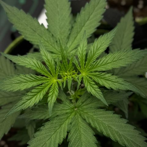 Runtz Auto growlog timeline photo