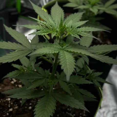 Runtz Auto growlog timeline photo