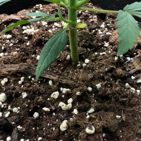 Runtz Auto growlog timeline photo