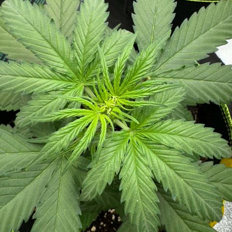 Runtz Auto growlog timeline photo