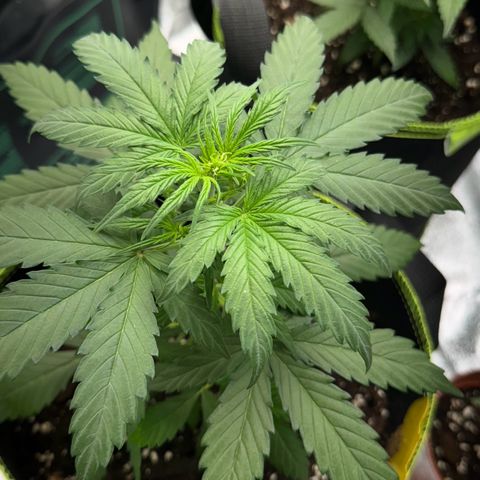 Runtz Auto growlog timeline photo