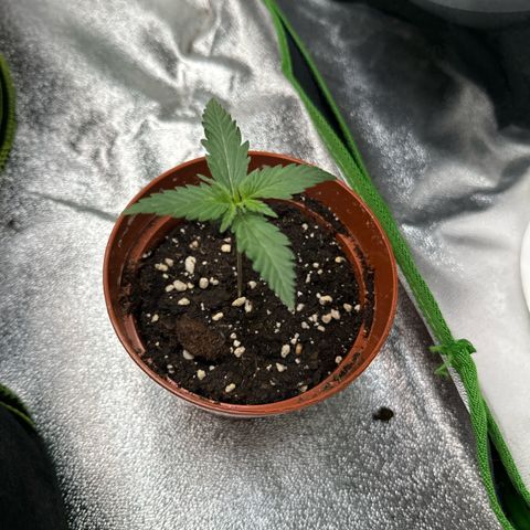 Fruit Punch Auto growlog photo
