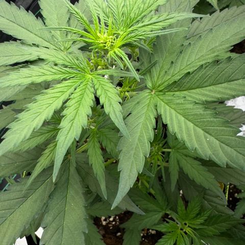 Runtz Auto growlog timeline photo