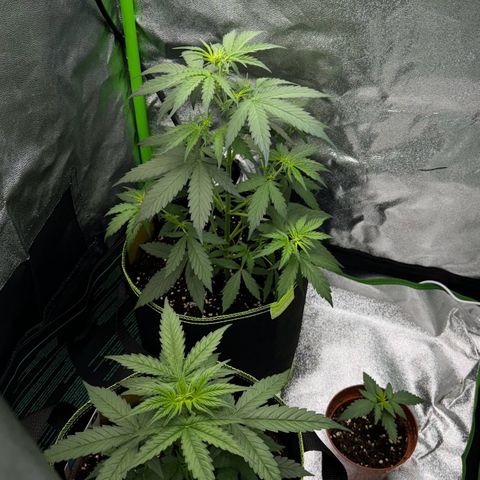 Runtz Auto growlog timeline photo