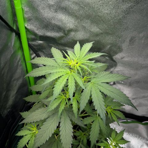 Runtz Auto growlog timeline photo