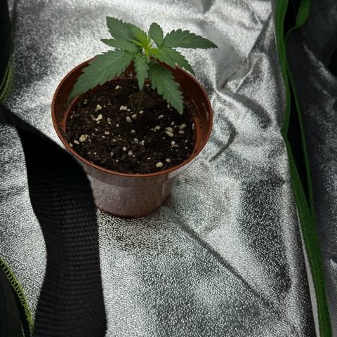 Fruit Punch Auto growlog photo
