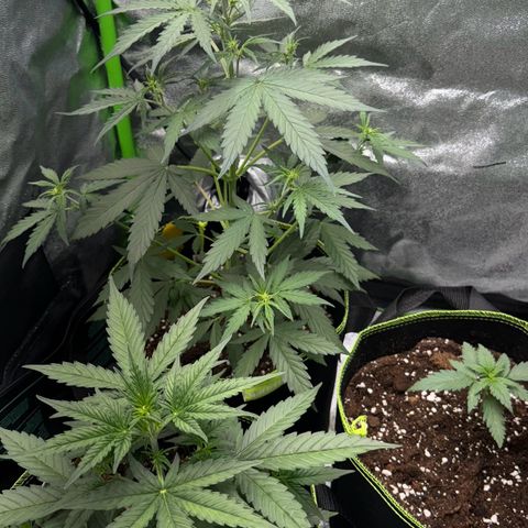 Runtz Auto growlog timeline photo