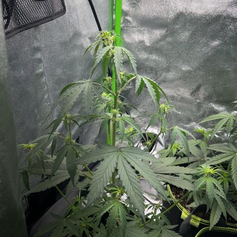 Runtz Auto growlog timeline photo