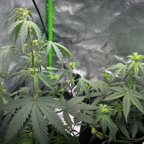 Runtz Auto growlog timeline photo